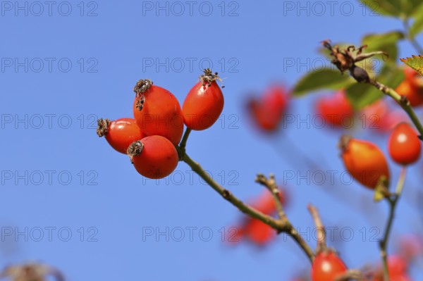 Ripe rosehip fruit of the dog rose (Rosa canina) on a branch, in front of a blue sky, Wilnsdorf, North Rhine-Westphalia, Germany