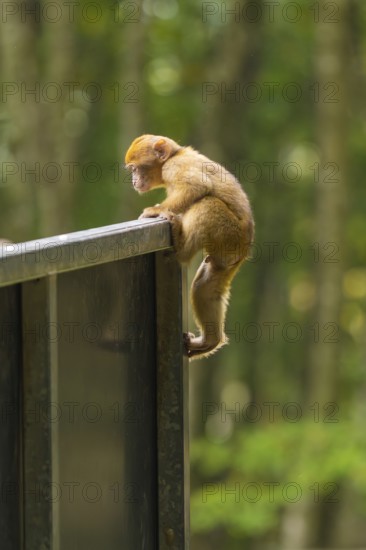 A little monkey climbs curiously on the railing in the forest, Affenberg Salem, Lake Constance district, Germany