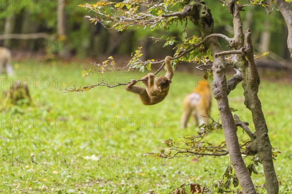 A monkey swings playfully on a tree branch in the forest, full of liveliness and movement, Affenberg Salem, Lake Constance district, Germany