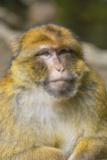 Close-up of a monkey with detailed fur structure and calm face, Affenberg Salem, Lake Constance district, Germany