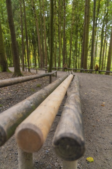 Wooden posts along a forest path, surrounded by tall trees, Affenberg Salem, Lake Constance district, Germany