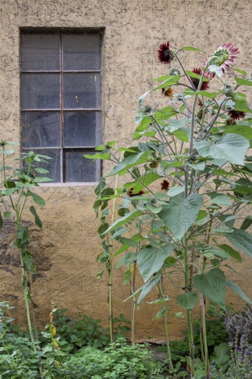 Sunflowers in front of a barn window, Hesse, Germany