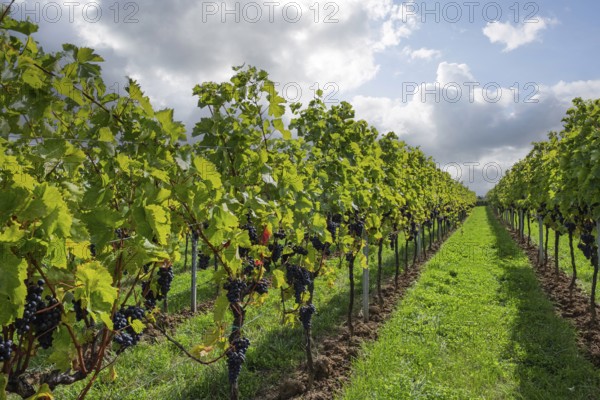 Vine rows with red wine grapes, vineyard, vineyard, Southern Palatinate, Palatinate, Rhineland-Palatinate, Germany