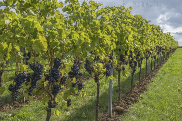 Row of vines with red wine grapes, Burrweiler, Southern Palatinate, Palatinate, Rhineland-Palatinate, Germany