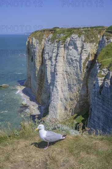 Seagull at a viewpoint, hike from Etretat to Yport along the chalk cliff coast, Seine-Maritime department, France