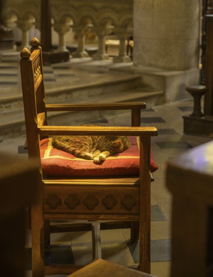 Cat sleeping on an armchair in the chancel, Saint Martin Church, Yport, Seine-Maritime, France