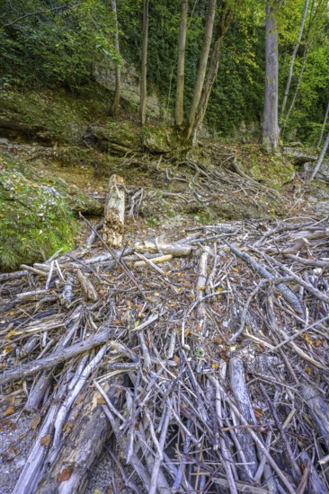 Driftwood in the Erlauf gorge, Purgstall an der Erlauf, Lower Austria, Austria