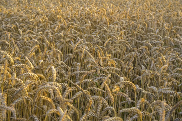 Crop field in the evening light, Yport, Département Seine-Maritime, France