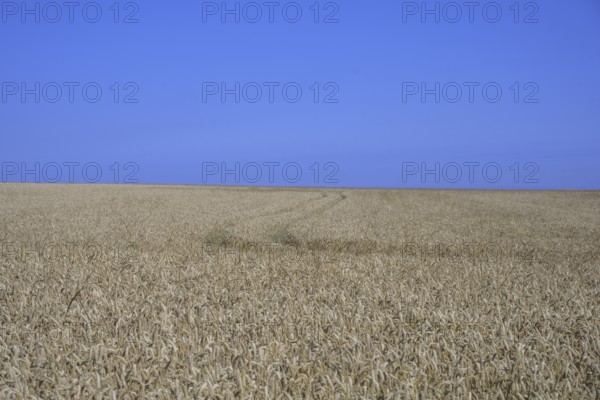 Crop field in front of a blue sky, Yport, Seine-Maritime, France