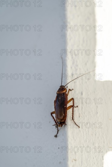 Cockroach, cockroach