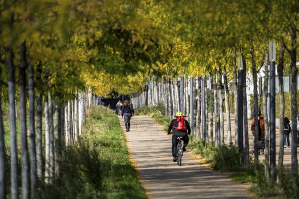 Cycle path, footpath, avenue, residential area along Toulouser Allee, high-rise buildings with flats and offices, on former railway grounds, North Rhine-Westphalia, Germany