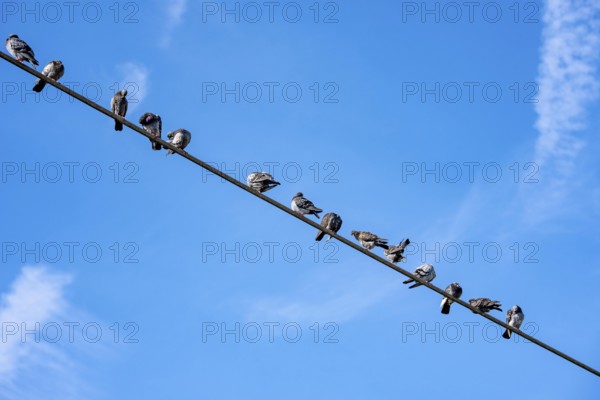 Pigeons on a power line, Germany