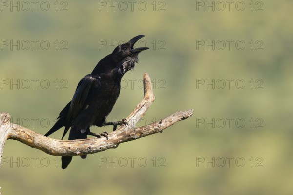 Raven (Corvus corax) mating on a branch, Extremadura, Spain