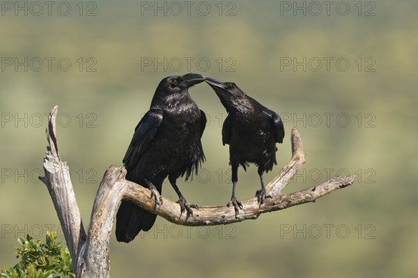 Pair of common ravens (Corvus corax) mating on a branch, Extremadura, Spain