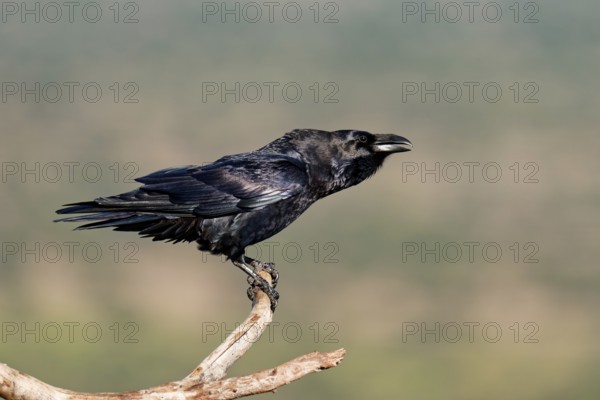 Raven (Corvus corax) on a dead branch, Ruf, Extremadura, Spain