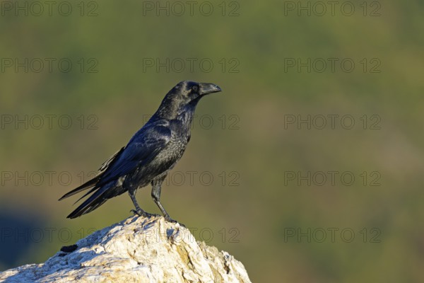 Raven (Corvus corax) on a rock, Extremadura, Spain