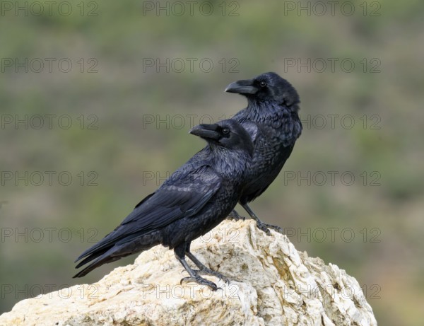 Pair of common ravens (Corvus corax) on a rock, Extremadura, Spain