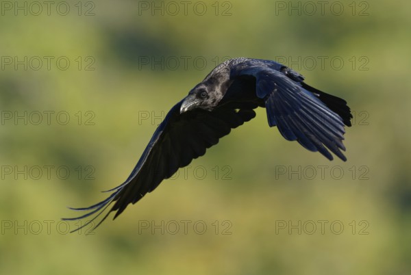 Raven (Corvus corax), flight, Extremadura, Spain