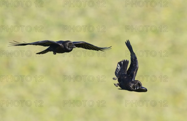 Common ravens (Corvus corax), flying games, Extremadura, Spain