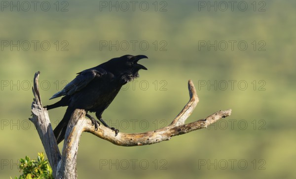 Calling raven (Corvus corax) on a dry branch, Extremadura, Spain