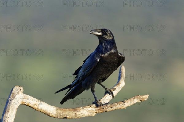 Raven (Corvus corax) on a dead branch, Extremadura, Spain