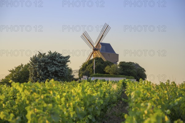 Mill and vineyards, Verzenay, Marne, France