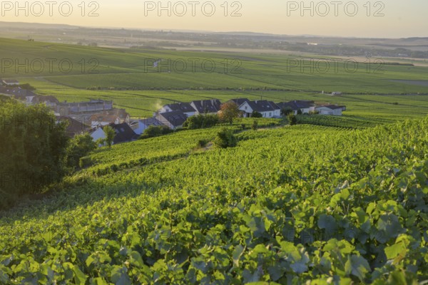View of the village in the foreground Vineyards, Verzenay, Marne, France