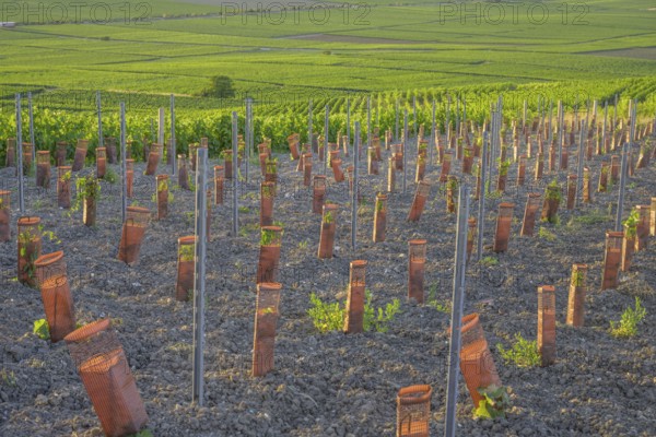 Young vine plants protected by sleeves, Verzenay, Marne, France