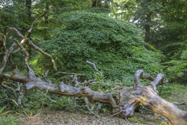Lying tree trunk in the Faux de Verzy beech forest, Verzy, Marne, France