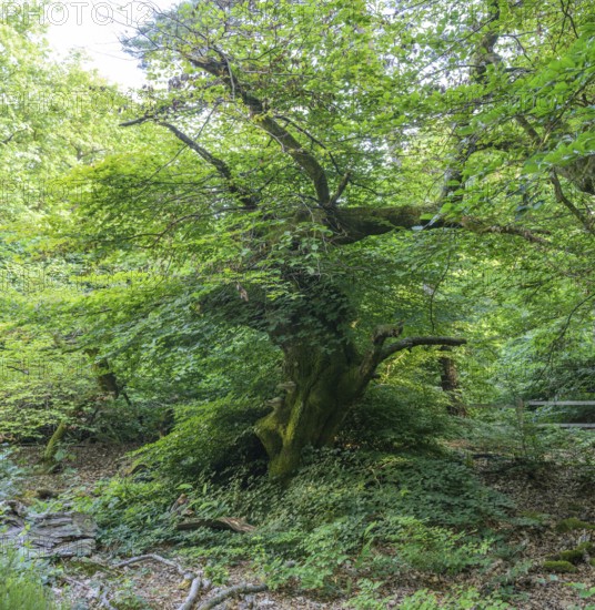Faux de Verzy beech forest, Verzy, Marne, France