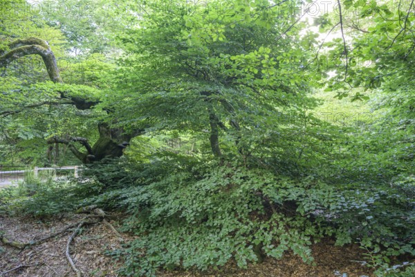 Faux de Verzy beech forest, Verzy, Marne, France