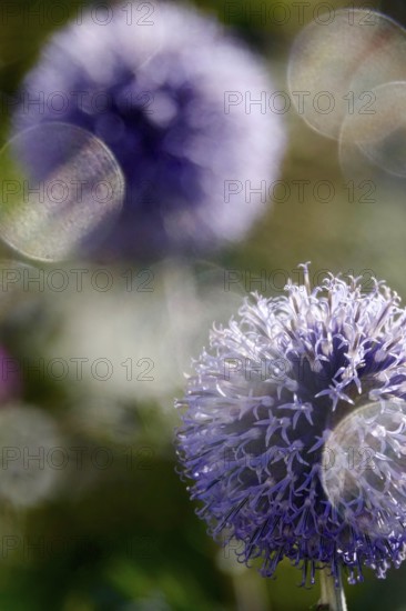 Thistle with beautiful bokeh, summer, Germany