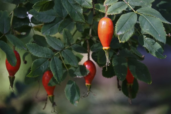 Rose hips on a bush, summer, Germany