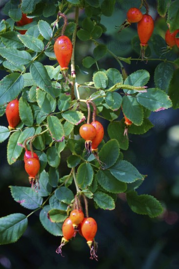Rose hips on a bush, summer, Germany