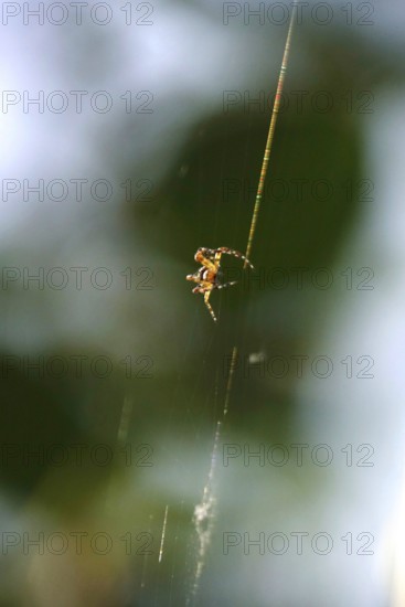 Spider building her web, summer, Germany