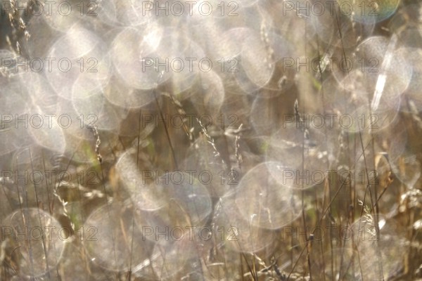 Grasses with beautiful bokeh, summer, Germany