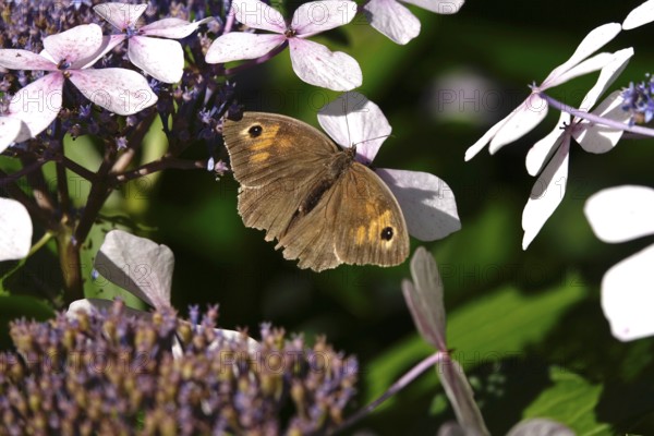 Butterfly Meadow Brown, summer, Germany