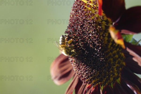 Red sunflower, summer, Germany