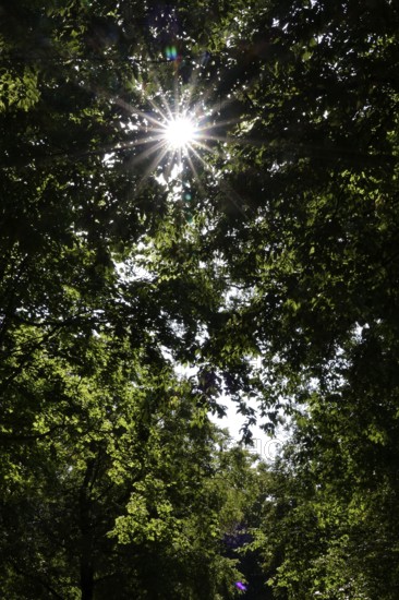 Sun shining through leaves in the forest in summer, Germany