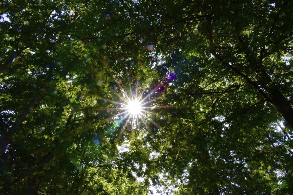 Sun shining through leaves in the forest in summer, Germany