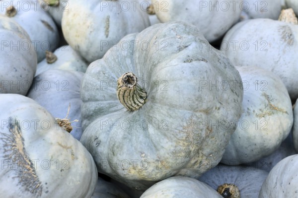 Close up of muted Queensland Blue or blue Jarrahdale pumpkin in a pile