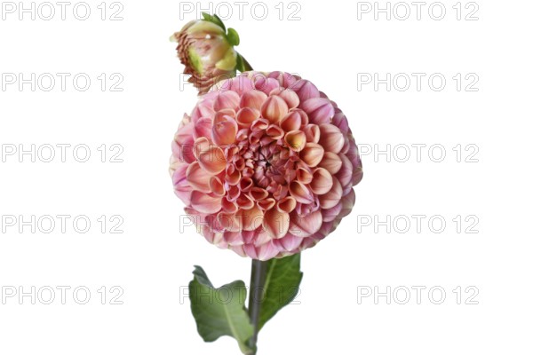 Peach colored Ball Dahlia flower in full bloom on white background
