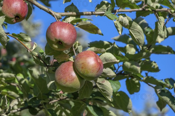 Ripe apples (Malus), on the tree, Franconia, Bavaria, Germany