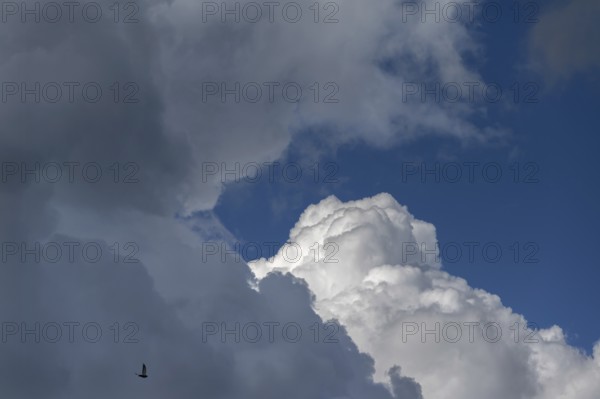 Cluster clouds (cumulus), rain clouds (nimbostratus), Bavaria, Germany