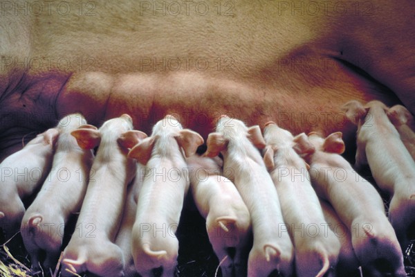 Piglets (Sus scrofa domesticus) suckling with their mother sow, Franconia, Bavaria, Germany