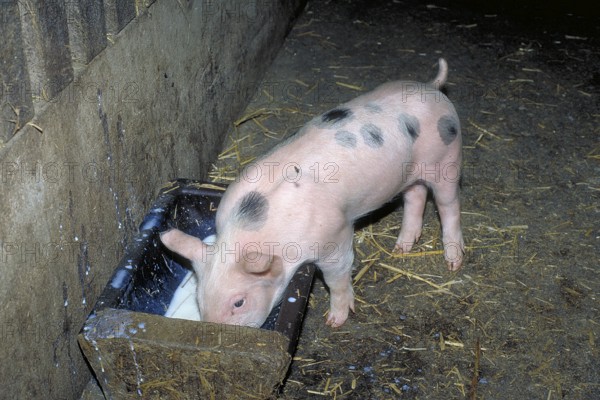 Piglets of the Pietrain breed (Sus scrofa domesticus) at the feeding trough, Franconia, Bavaria, Germany