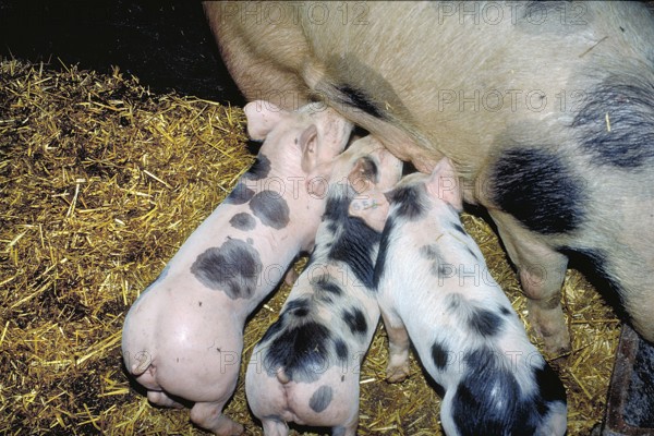 Piglets of the Pietrain breed (Sus scrofa domesticus) suckling with the mother sow, Franconia, Bavaria, Germany