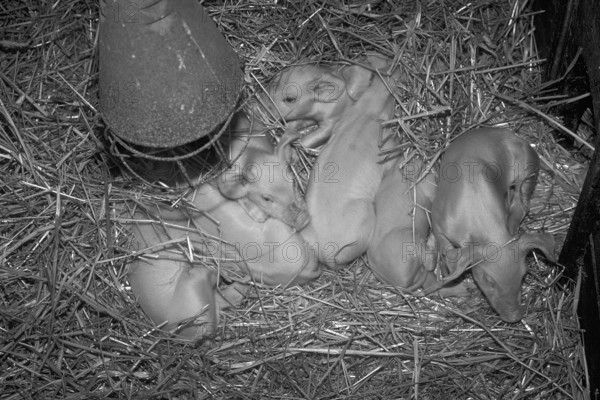 Freshly born piglets (Sus scrofa domesticus) in straw under a heat lamp, black and white, Franconia, Bavaria, Germany