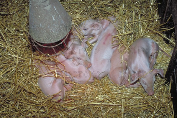 Freshly born piglets (Sus scrofa domesticus) in straw under a heat lamp, Franconia, Bavaria, Germany