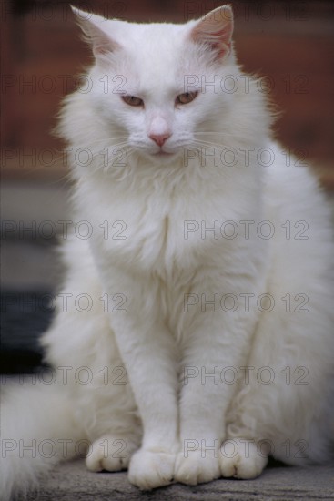 White domestic cat (Felis catus), Tuscany, Italy